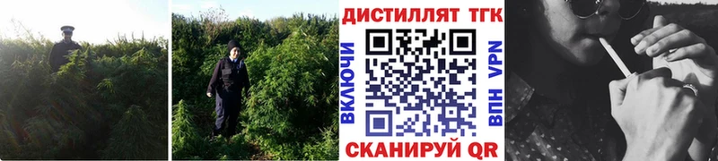 цена   Пучеж  Дистиллят ТГК THC oil 